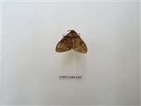 藏品(波斑毒蛾)的圖片